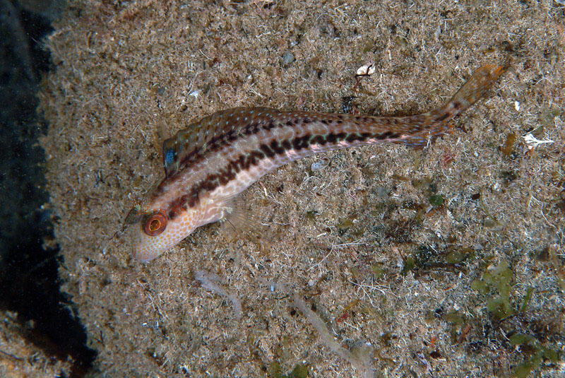 Blennidi